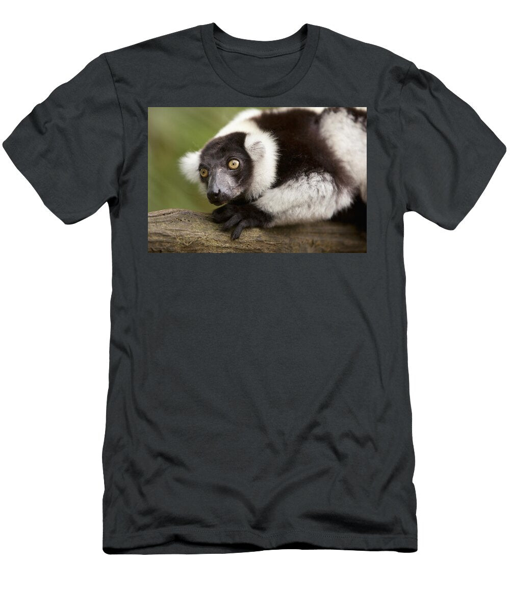 1 a Black and White Ruffed Lemur Varecia Deddeda T-Shirt