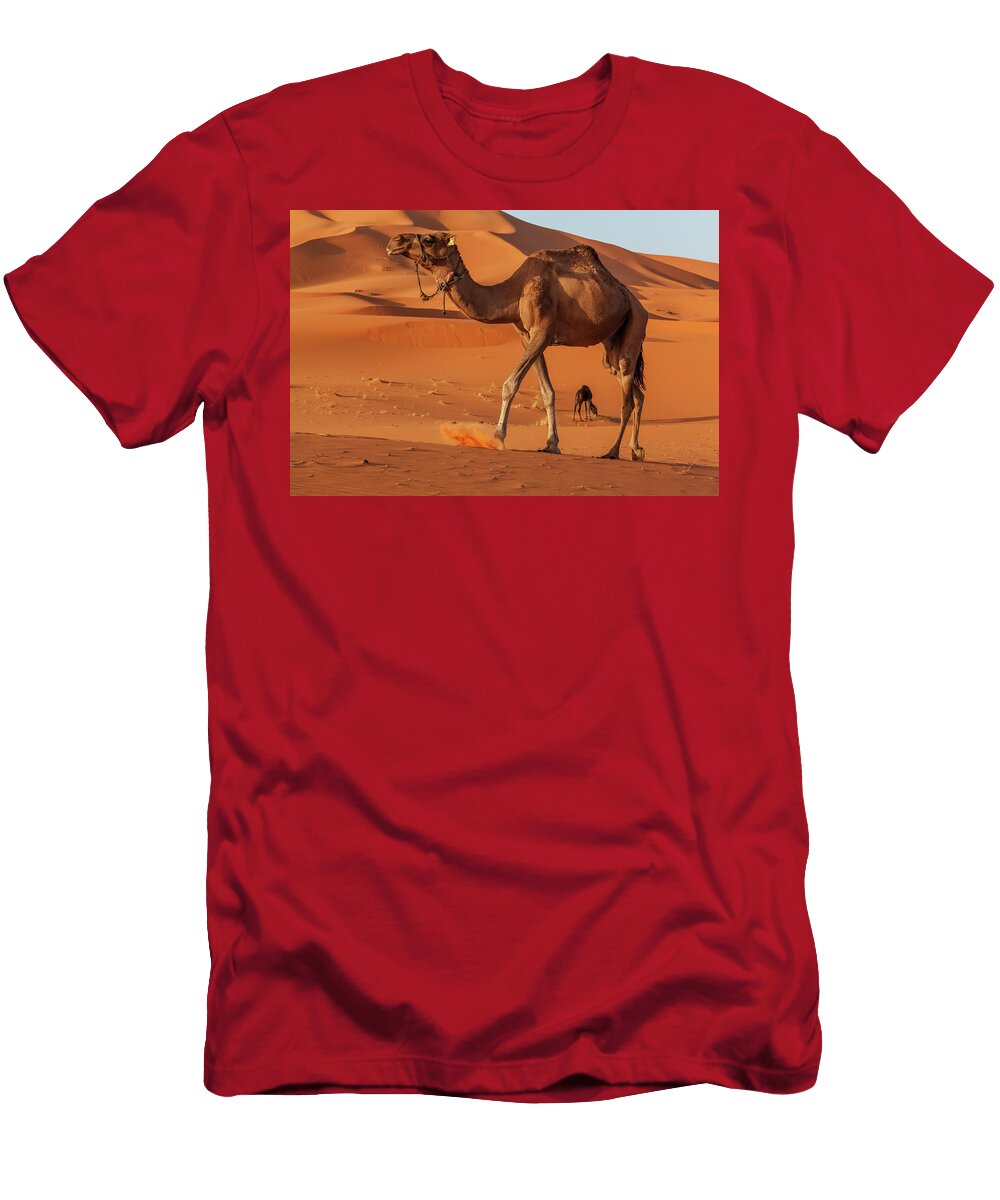 1 Arabian Dromedary Camel Domesticated Erg Chebbi Dunes Claudio Contreras Natureplcom T-Shirt