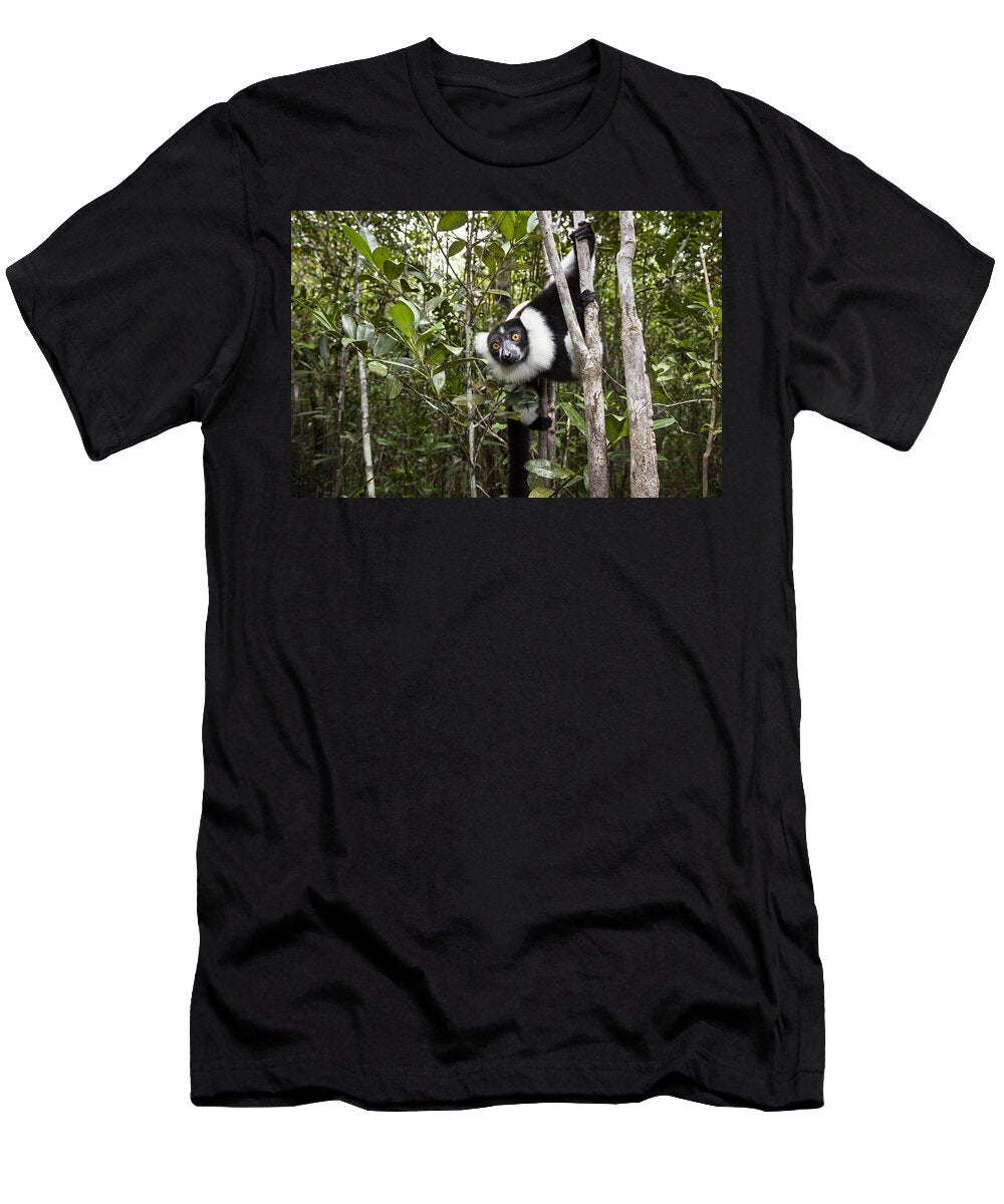 2 Black and White Ruffed Lemur Madagascar Konrad Wothe T-Shirt