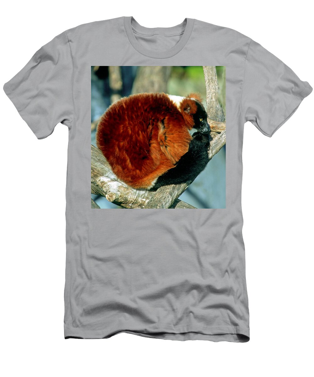 6 Red Ruffed Lemur Millard H Sharp T-Shirt