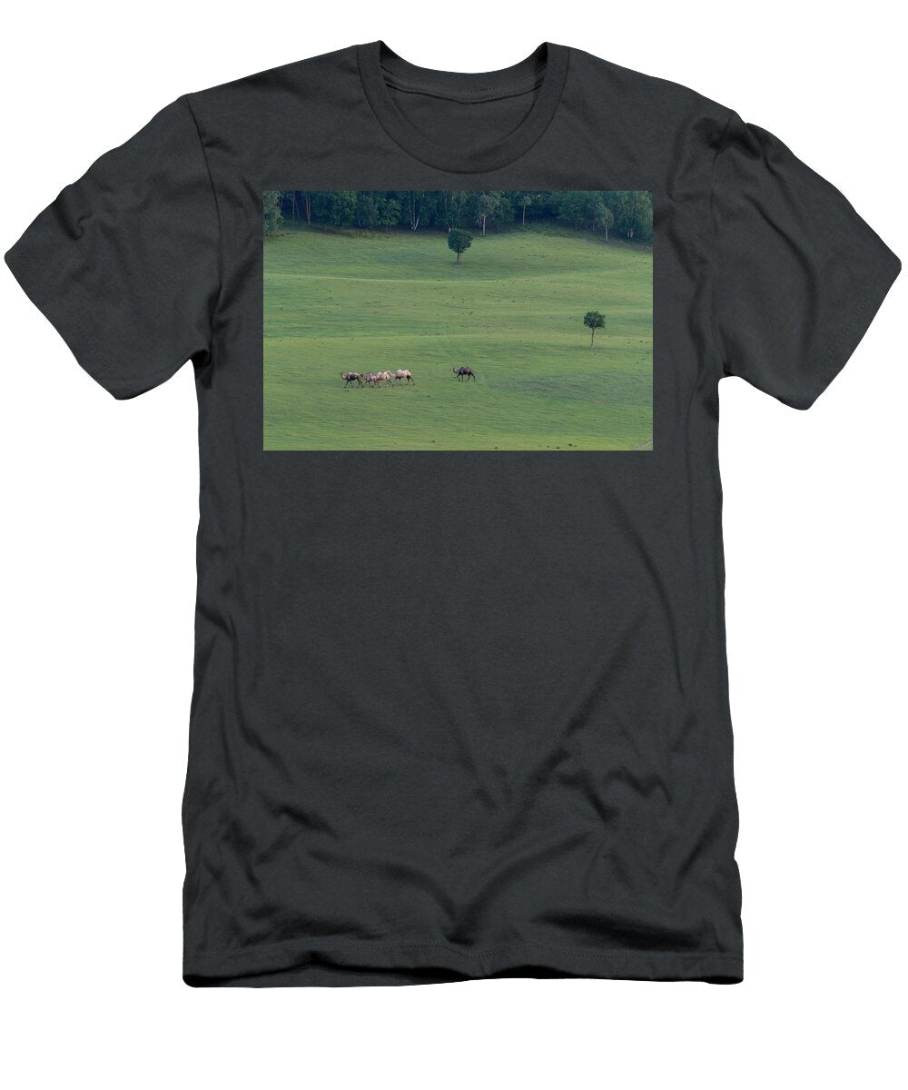 Bactrian Camel Herd Walking in Bashang Grassland Near Sylvain Cordier Natureplcom T-Shirt