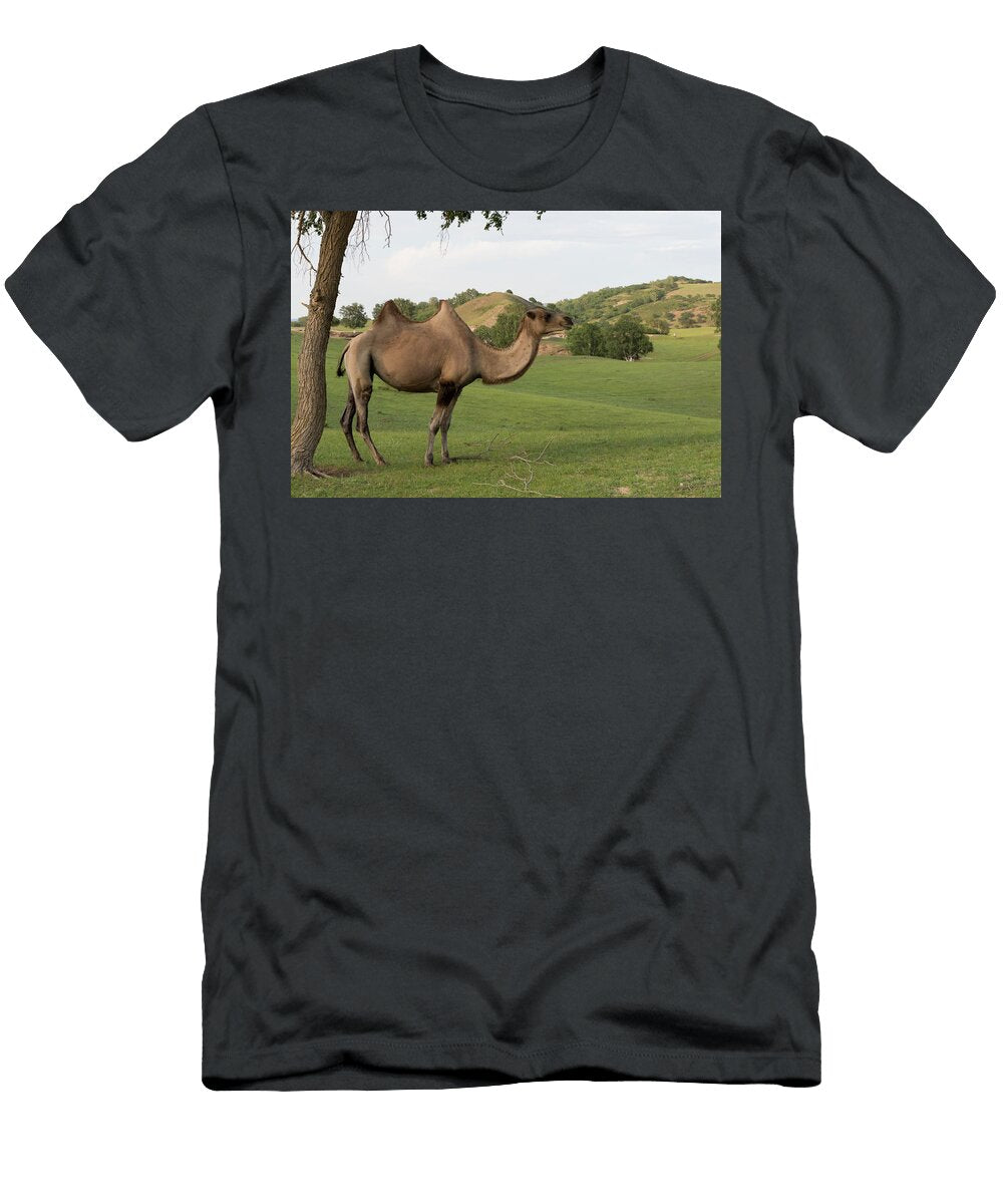 Bactrian Camel Standing Beneath Tree Bashang Grassland Sylvain Cordier Natureplcom T-Shirt