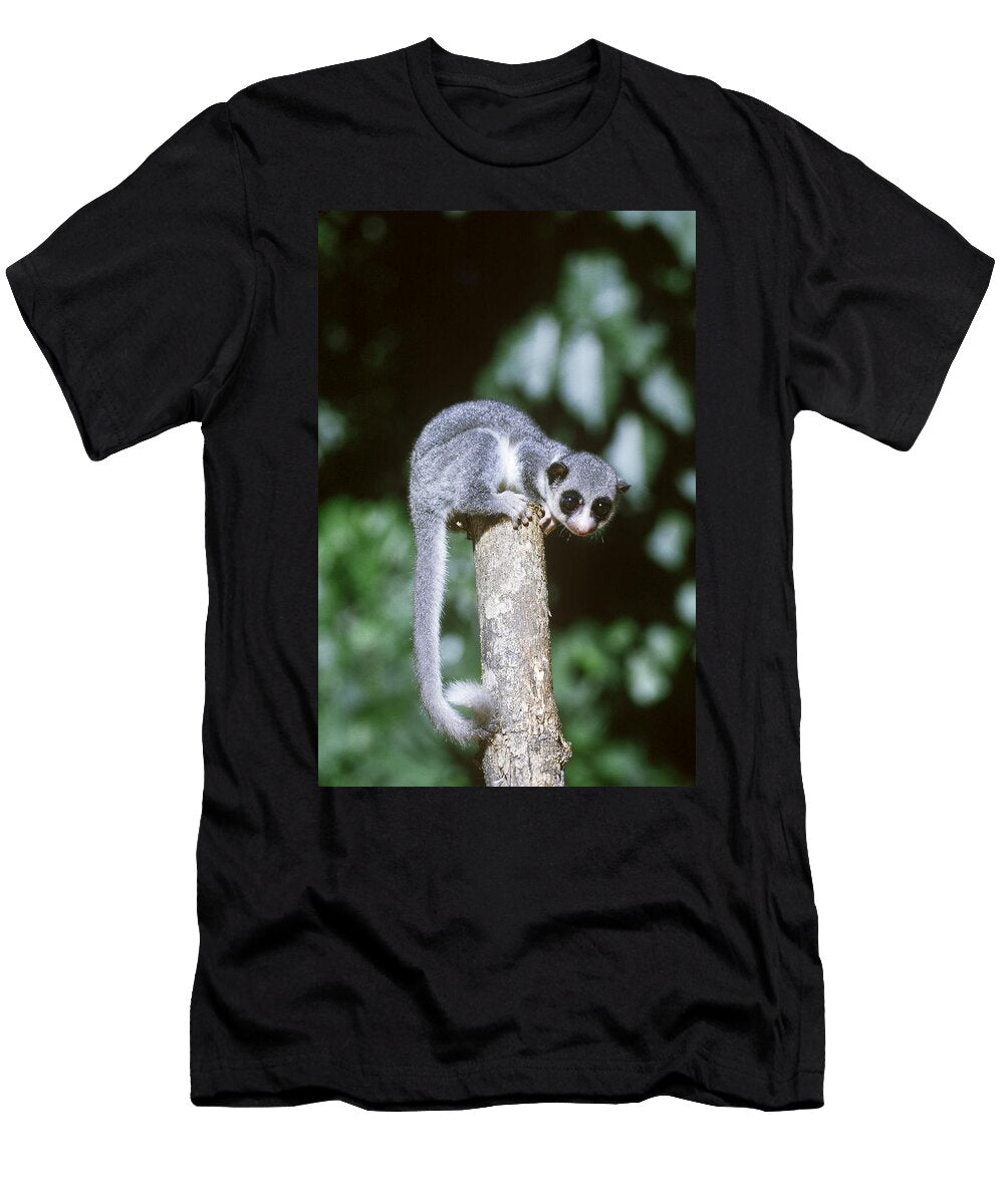 Dwarf Lemur Cheirogaleus Sp Howard Uible T-Shirt