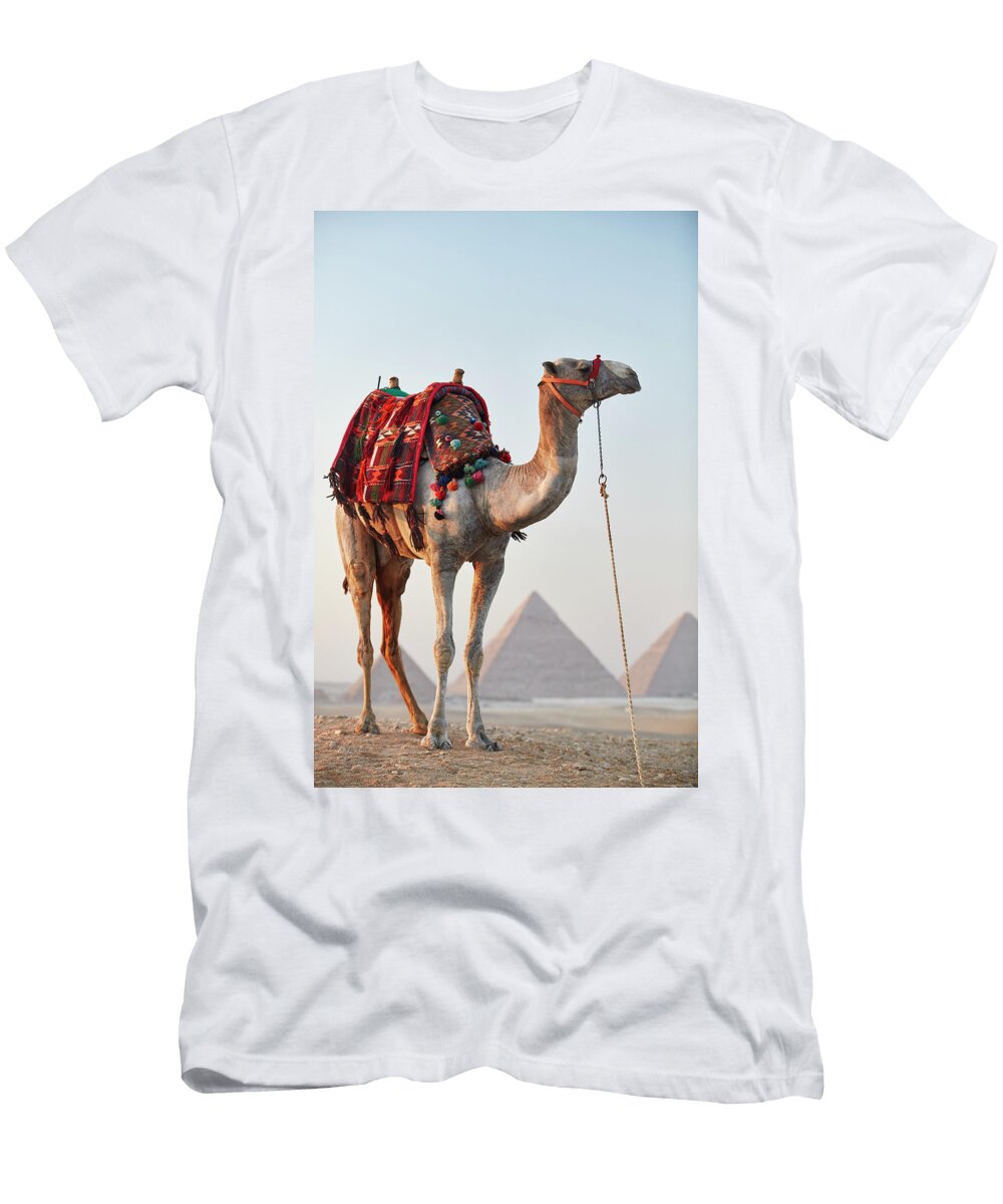 Egypt Cairo Giza Camel Resting in Front of the Great Pyramids Richard Taylor T-Shirt