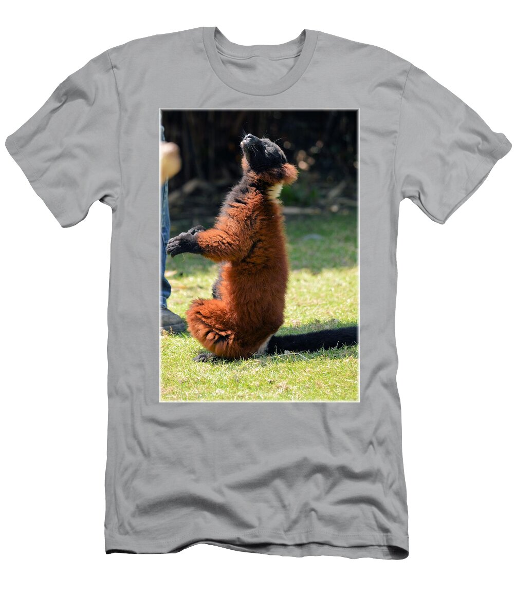 Lemurs 05 Les Classics T-Shirt