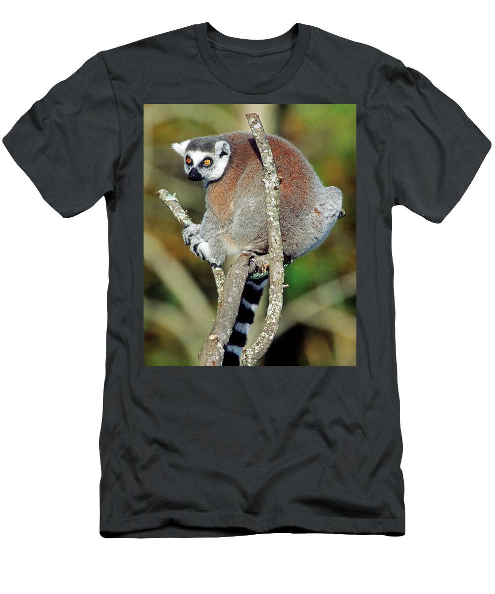Ring Tailed Lemur in Tree Millard H Sharp T-Shirt